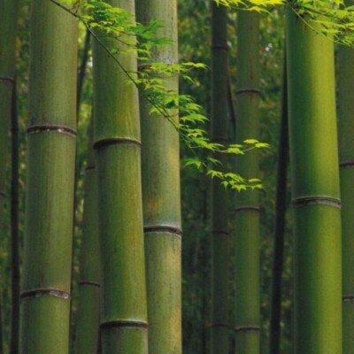 Group logo of Bamboo